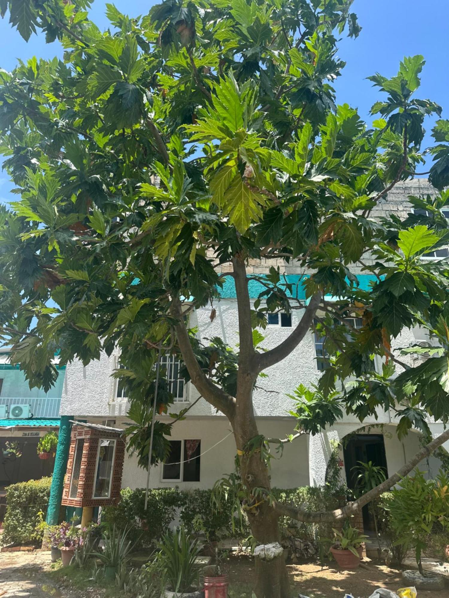Hosteria Cattleya San Andrés エクステリア 写真